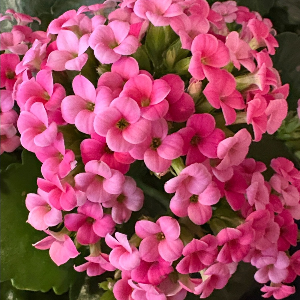 Meet your Posher, Jan